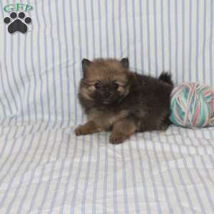 Oscar, Pomeranian Puppy